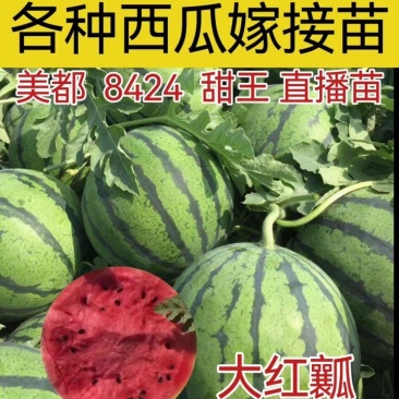 各种嫁接西瓜苗/嫁接8424，美都，甜王，2k