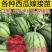 各种嫁接西瓜苗/嫁接8424，美都，甜王，2k