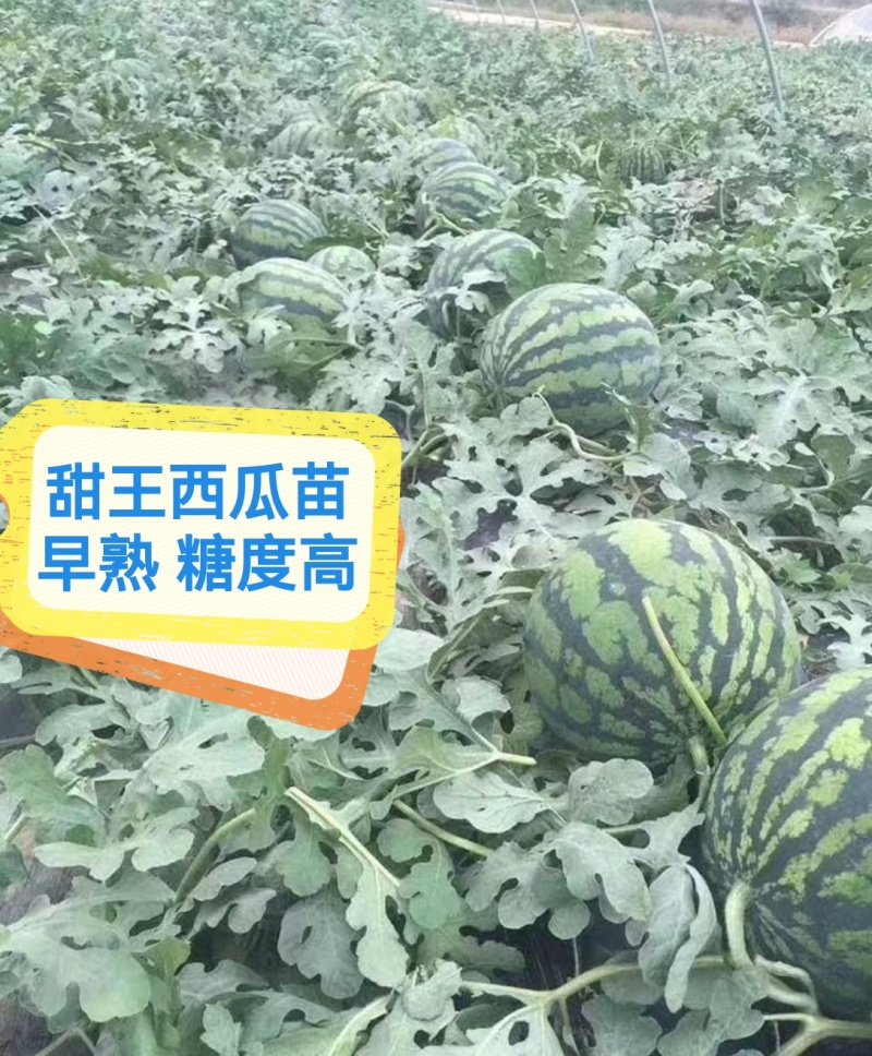 各种嫁接西瓜苗/嫁接8424，美都，甜王，2k