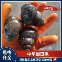 种螺，厚壳田螺，仔多，从事养殖业15年经验丰富。