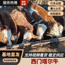 西门塔尔牛/小公牛养殖养殖场养殖/对接全国