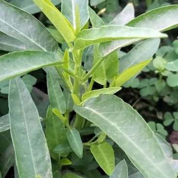 空心菜