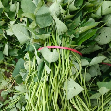美国9408脱毒红薯种苗，冷棚繁育，苗子粗壮易成活