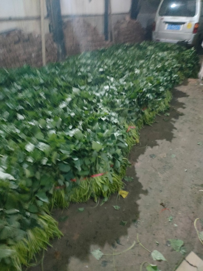 美国9408脱毒红薯种苗，冷棚繁育，苗子粗壮易成活
