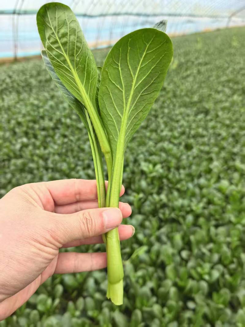 广东精品菜心产地直发，有需要的老板电话联系