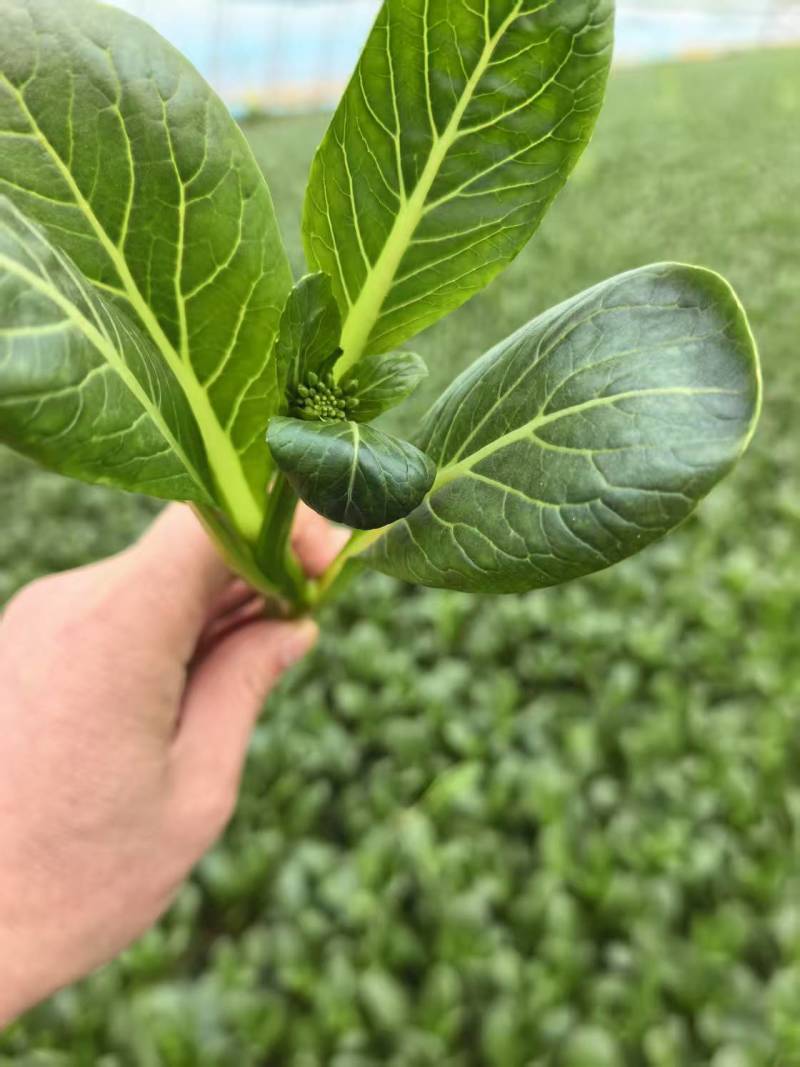 广东精品菜心产地直发，有需要的老板电话联系