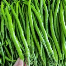 云南精品线椒大量上市品质保证量大从优一手货源欢迎