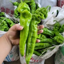 精品螺丝椒大量上市品质保证量大从优一手货源欢迎联