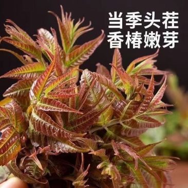 精品红油香椿芽，陆地生长，嫩芽，新鲜，口感好。对接全国