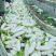 实力老板湖北白萝大量供应对接超市加工厂量大优惠