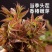 精品红油香椿芽，陆地生长，嫩芽，新鲜，口感好。对接全国