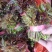 精品红油香椿芽，陆地生长，嫩芽，新鲜，口感好。对接全国