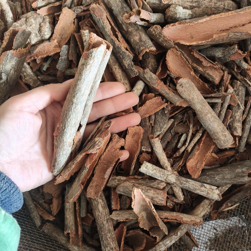 地枫皮追地风祥泰药材栈中药材批发零售实物拍摄