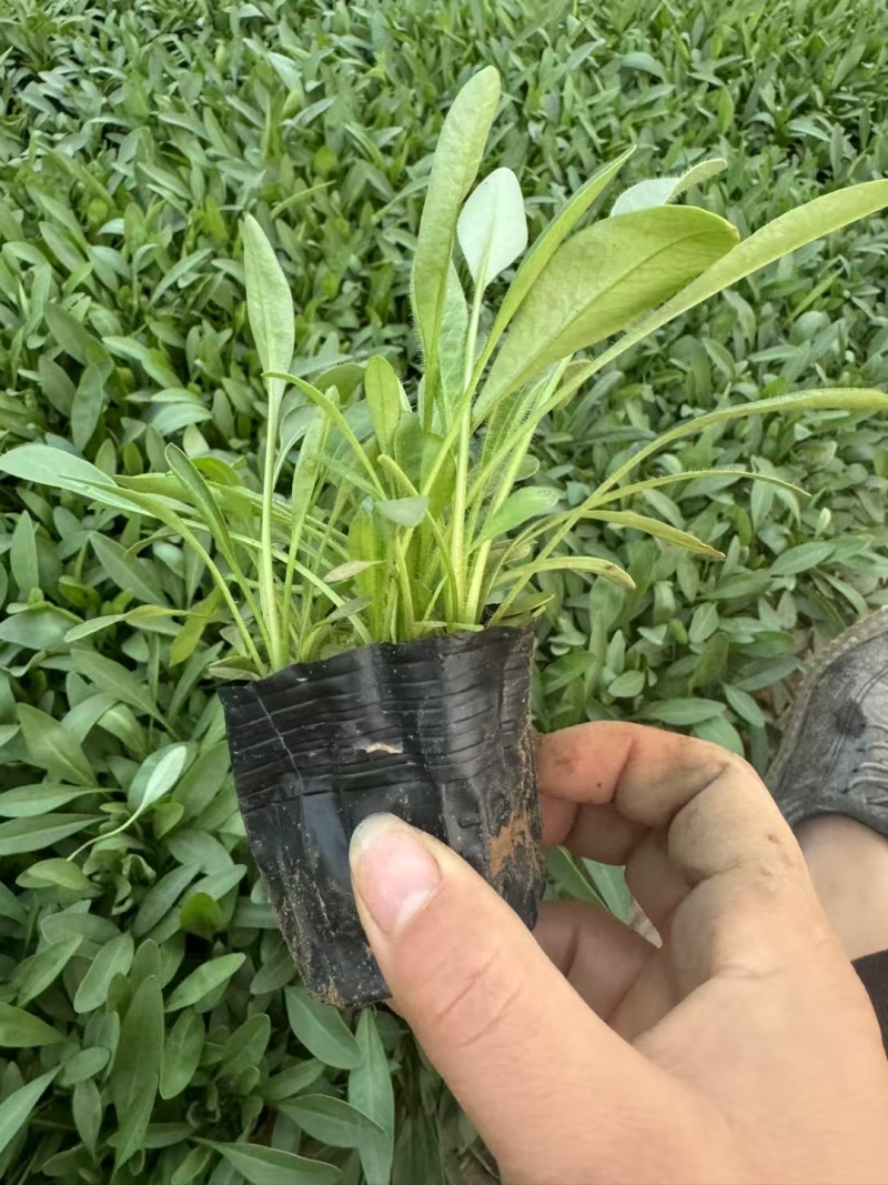 大花金鸡菊
