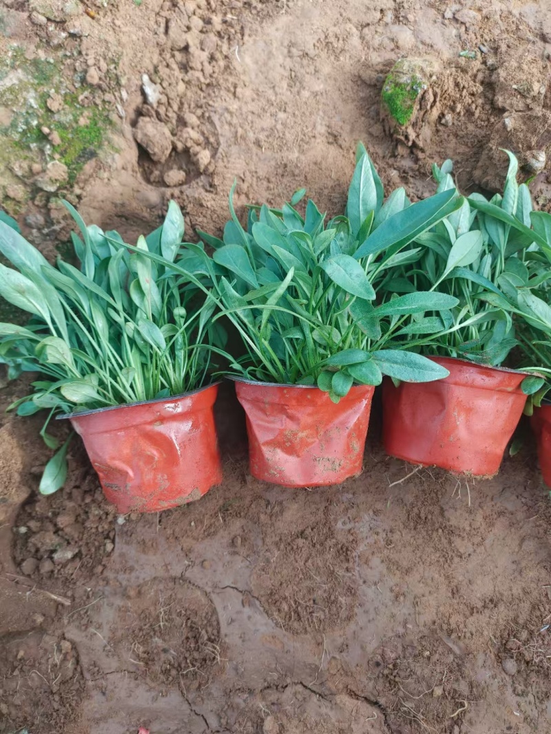 大花金鸡菊