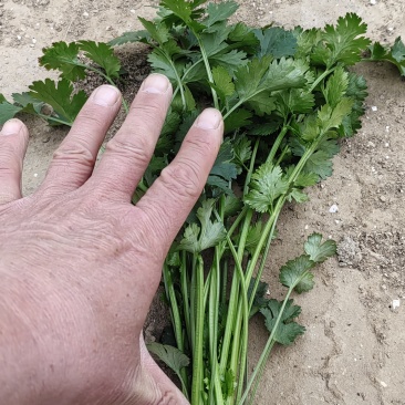 四季，西葫，茄子，各种蔬菜，四季有货