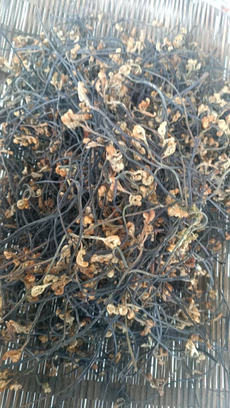 云南蕨菜干蕨菜品质保证一手货源欢迎下单野生