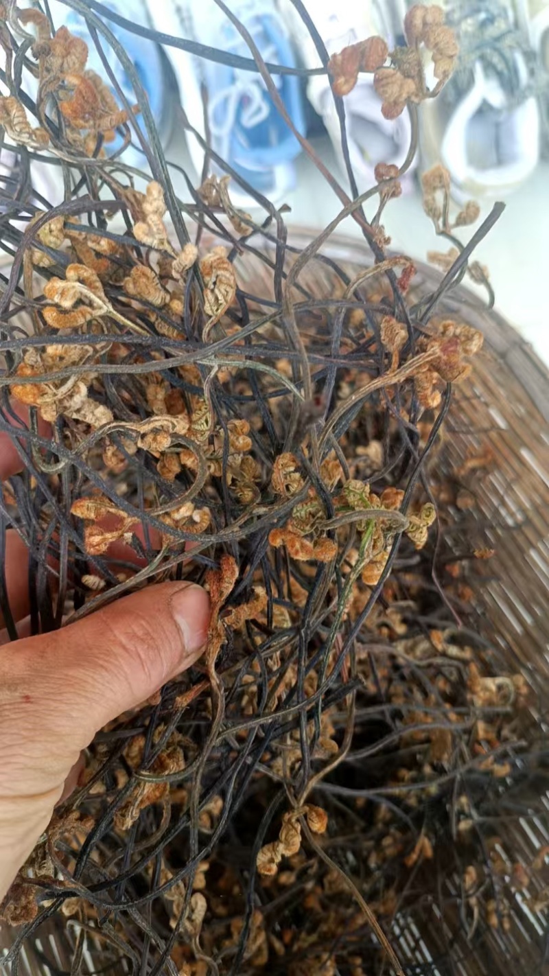 云南野生蕨菜干品质保证一手货源诚信经营欢迎下单
