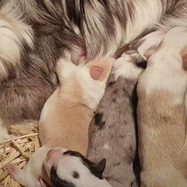 边牧幼犬随时去新家