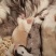边牧幼犬随时去新家