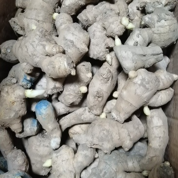 高产大黄姜姜种姜芽大黄姜姜种（山农）
