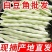 山东白豆角白芸豆白大架白不老山东农家扁豆现摘现发新鲜蔬菜