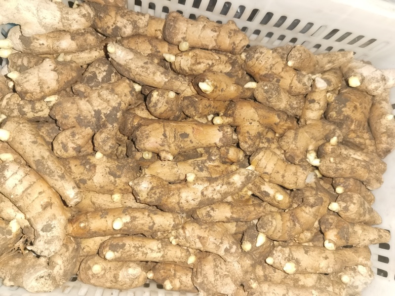 高产大黄姜姜种姜芽大黄姜姜种（山农）
