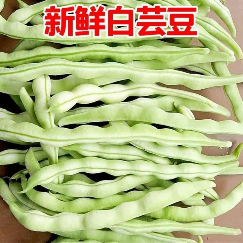 山东白豆角白芸豆白大架白不老山东农家扁豆现摘现发新鲜蔬菜