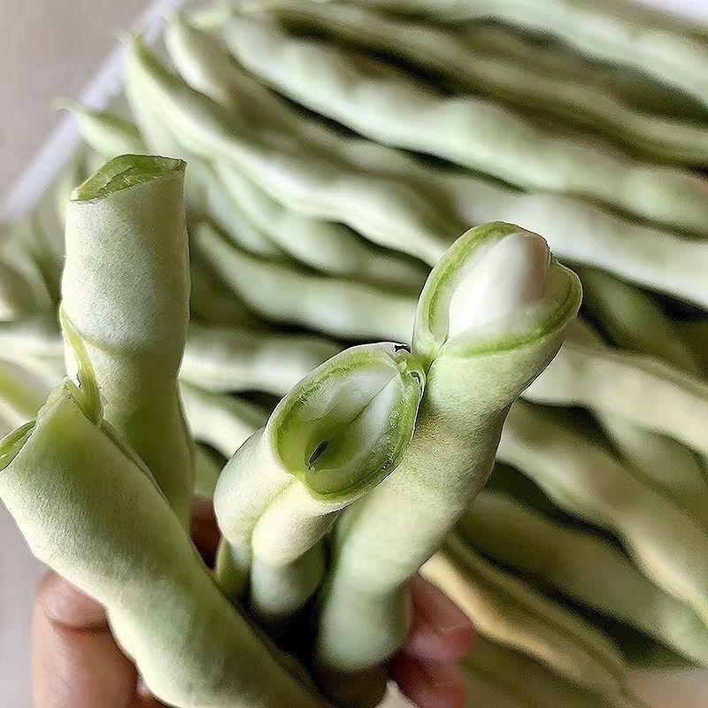 山东白豆角白芸豆白大架白不老山东农家扁豆现摘现发新鲜蔬菜