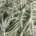 山东白豆角白芸豆白大架白不老山东农家扁豆现摘现发新鲜蔬菜