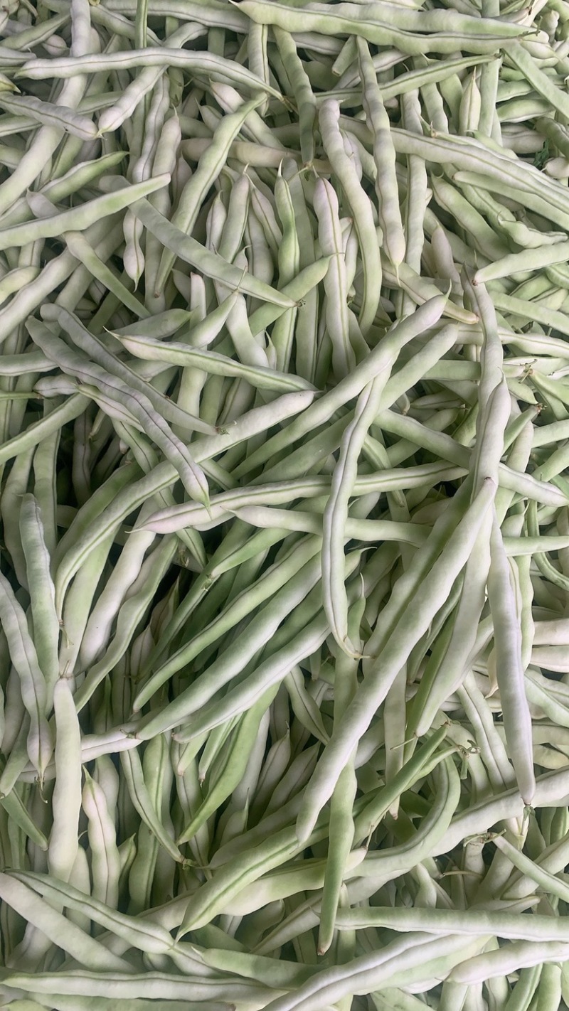 山东白豆角白芸豆白大架白不老山东农家扁豆现摘现发新鲜蔬菜
