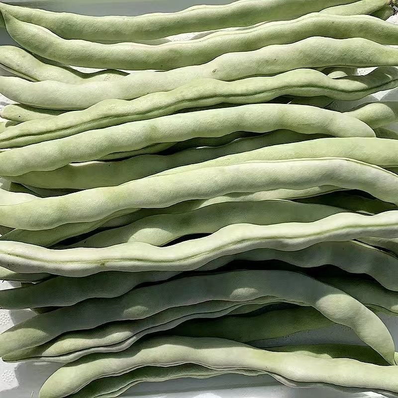 山东白豆角白芸豆白大架白不老山东农家扁豆现摘现发新鲜蔬菜