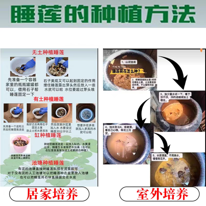 睡莲苗精品耐寒根块水生植物睡莲种苗绿化植物观赏水生大根块