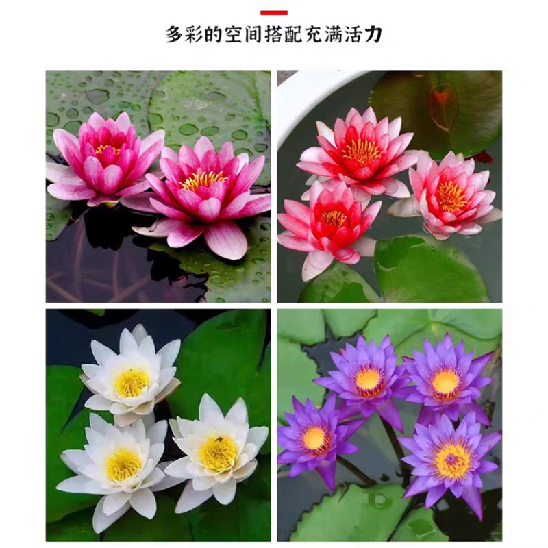 睡莲苗精品耐寒根块水生植物睡莲种苗绿化植物观赏水生大根块