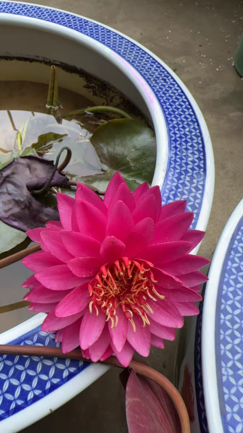 睡莲苗精品耐寒根块水生植物睡莲种苗绿化植物观赏水生大根块
