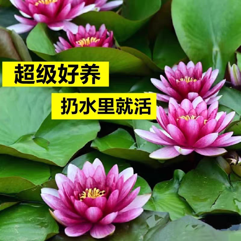 睡莲苗精品耐寒根块水生植物睡莲种苗绿化植物观赏水生大根块