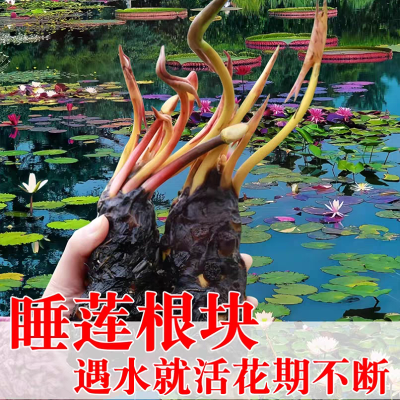 睡莲苗精品耐寒根块水生植物睡莲种苗绿化植物观赏水生大根块