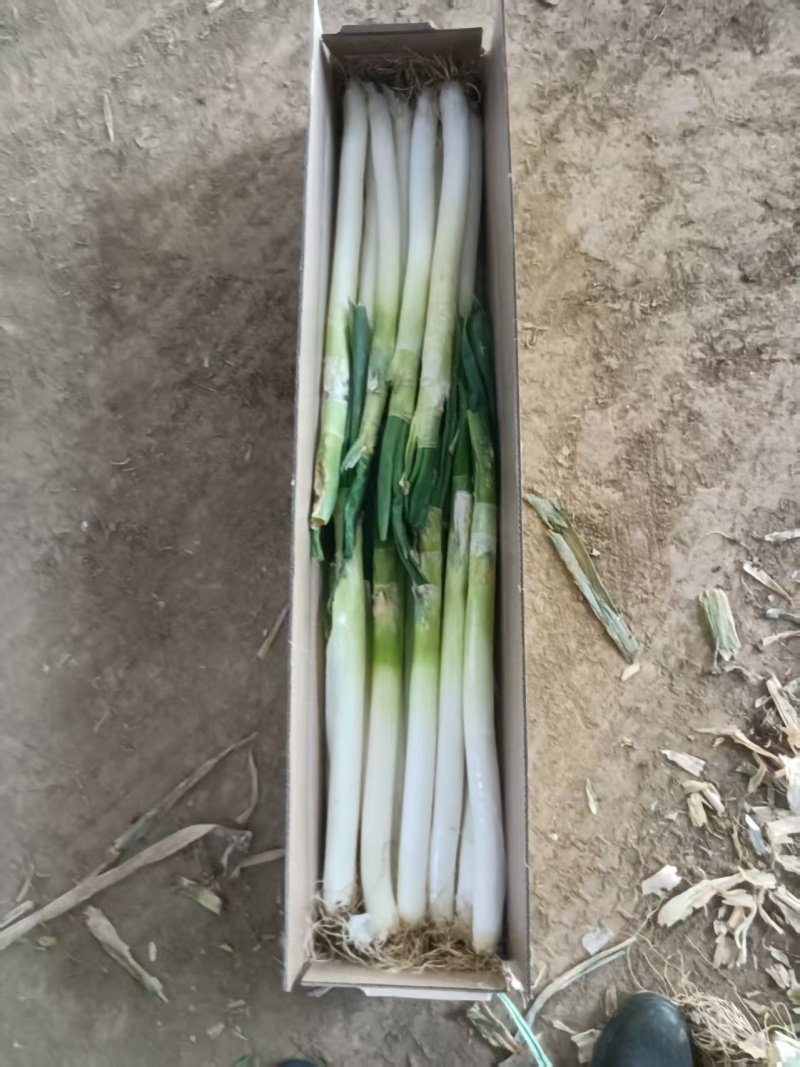 章丘大葱