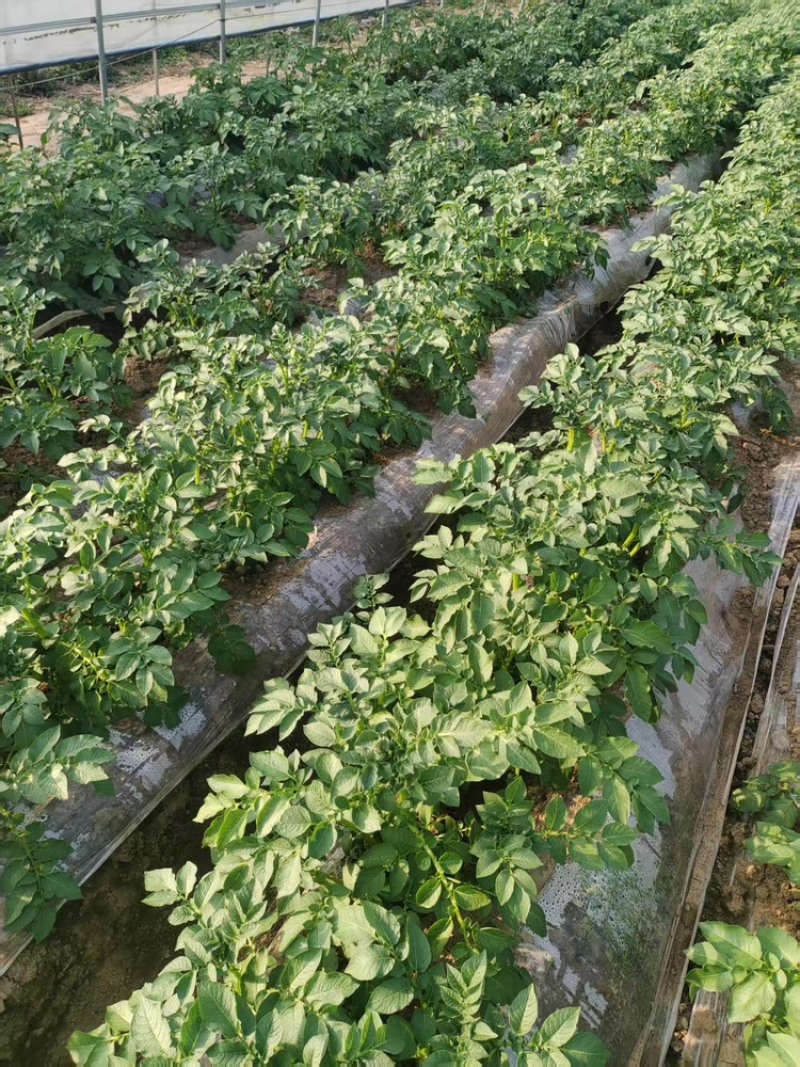红薯粉条粮油产品纯手工制作大量有货欢迎各位老板咨询采购