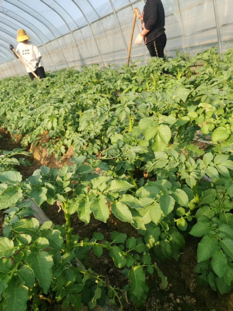 红薯粉条粮油产品纯手工制作大量有货欢迎各位老板咨询采购