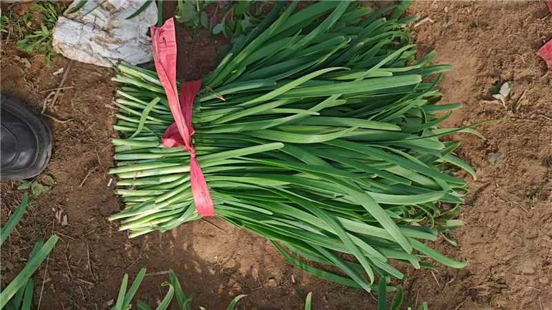 精品头刀韭菜红根产地货源充足量大价优欢迎电话联系