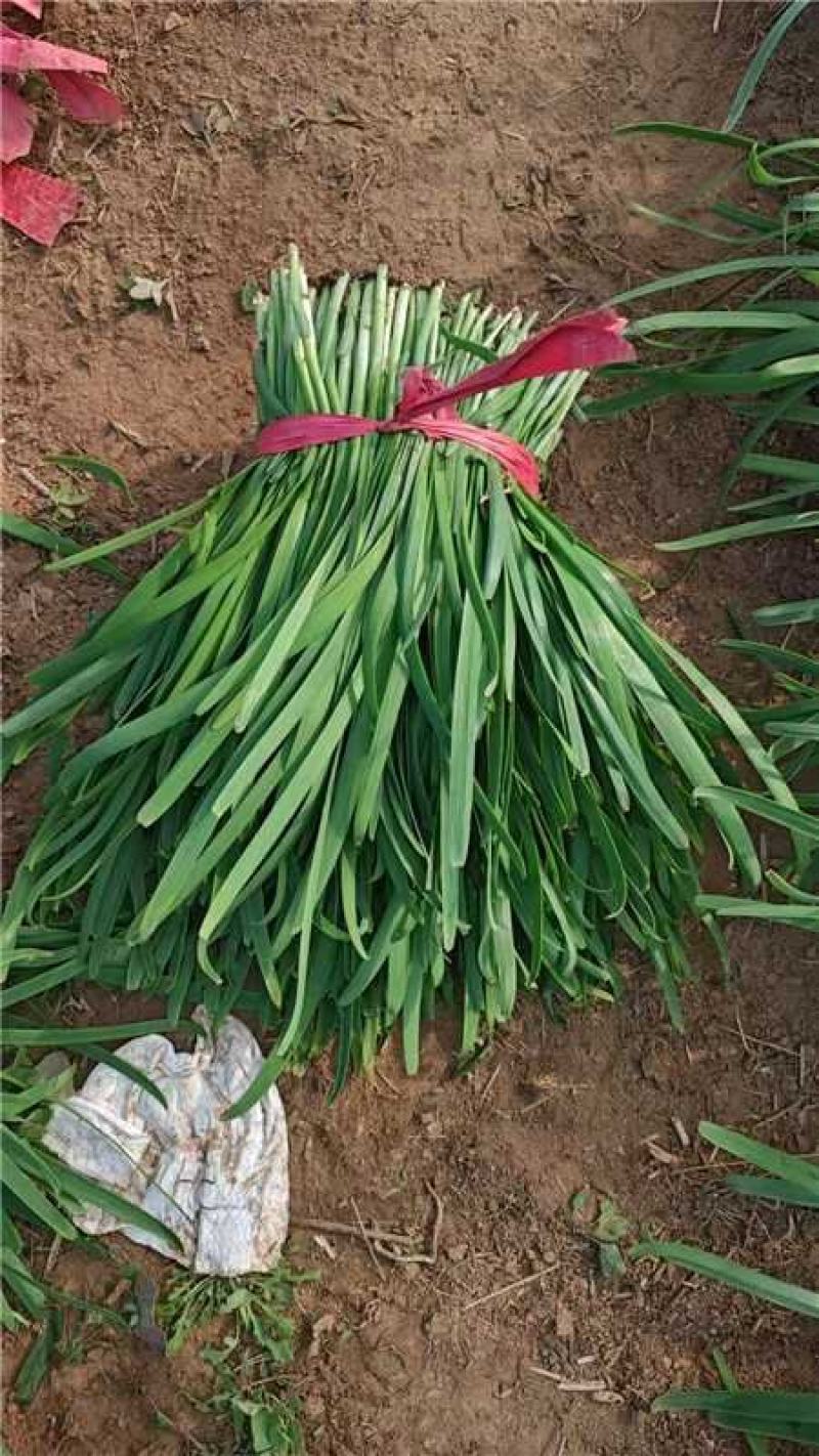 精品头刀韭菜红根产地货源充足量大价优欢迎电话联系