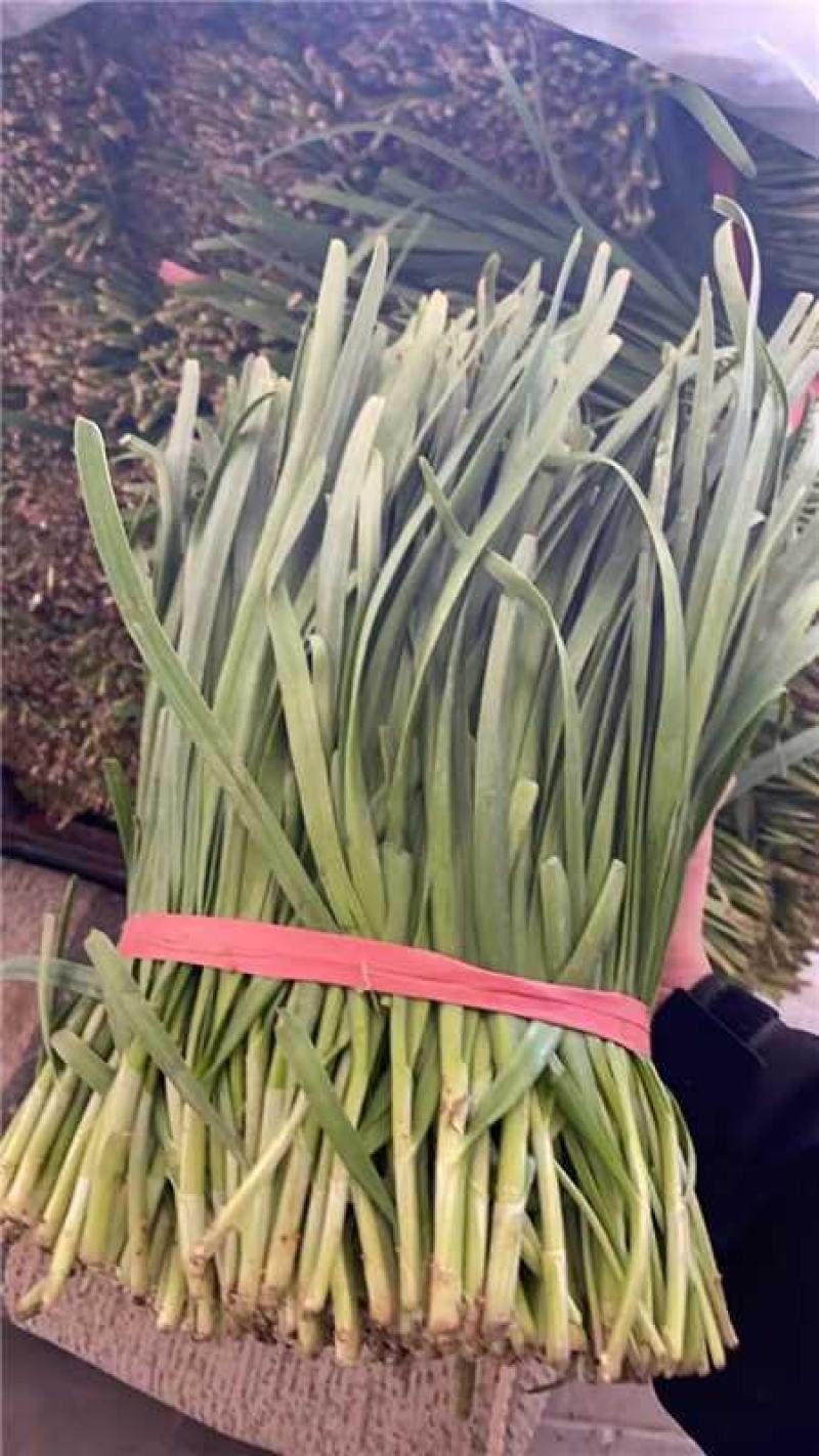 精品头刀韭菜红根产地货源充足量大价优欢迎电话联系