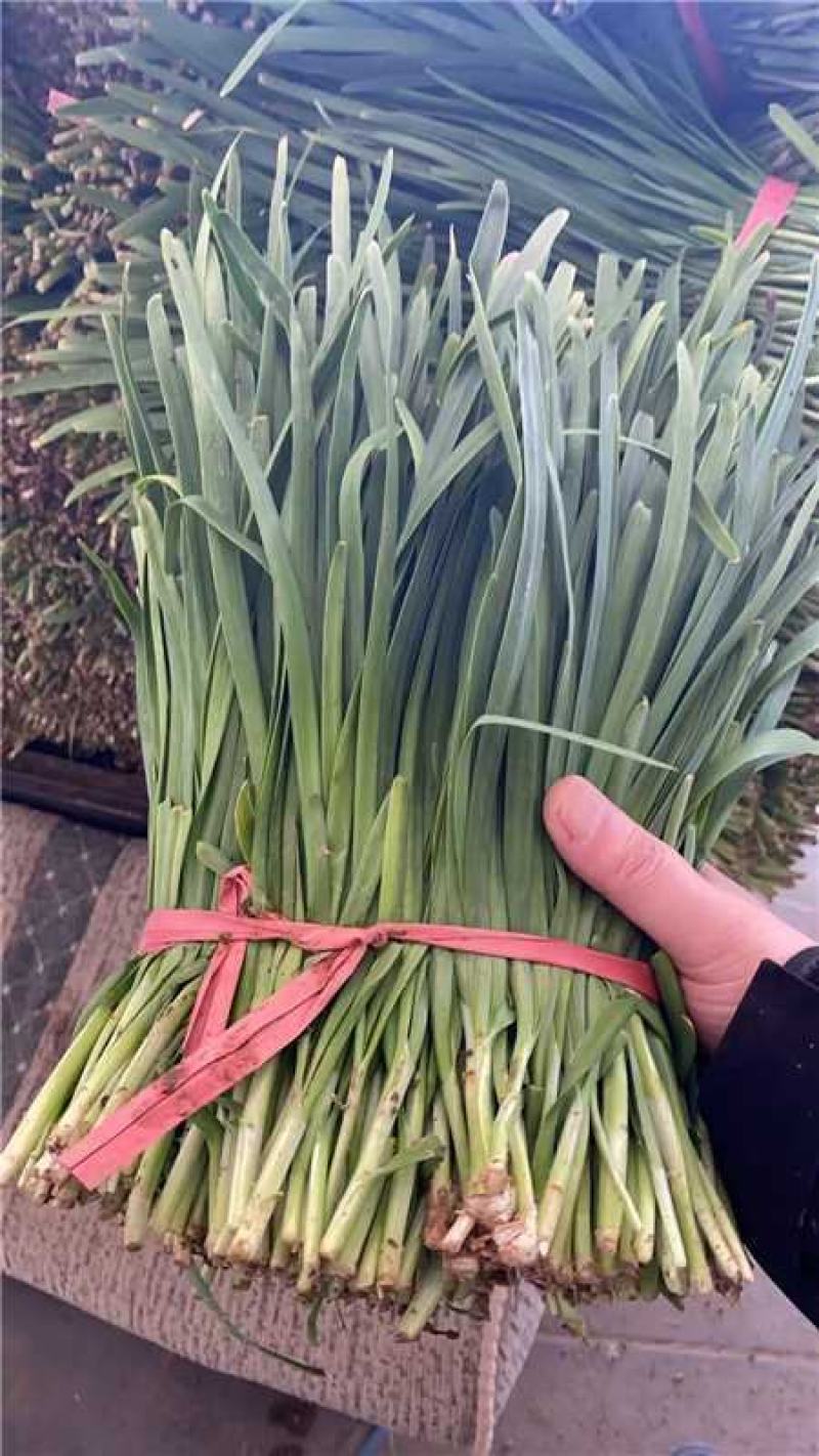 头刀红根韭菜产地直发大量供应现割现发支持视频看货欢迎联系