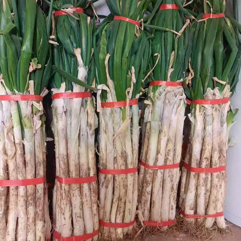 正宗章丘大葱，大量有货，欢迎新老客户前来合作