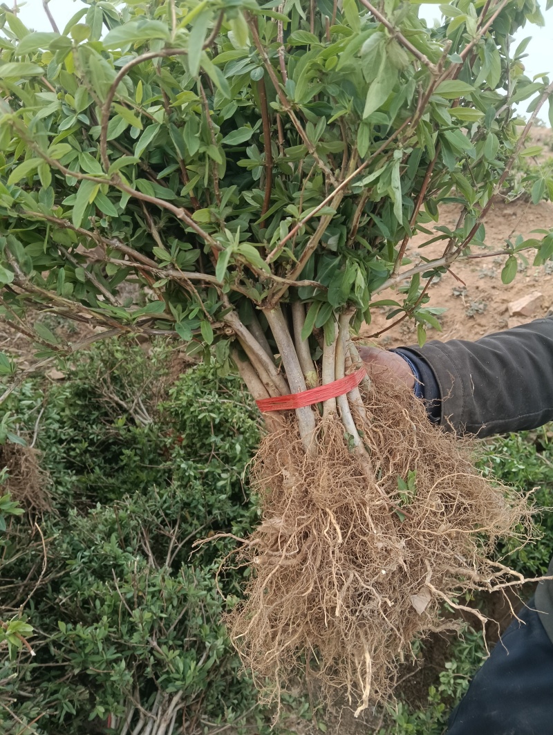 （包邮）四季金银花苗，树型金银花，包成活率。回收金银花。