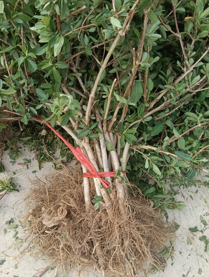 （包邮）四季金银花苗，树型金银花，包成活率。回收金银花。