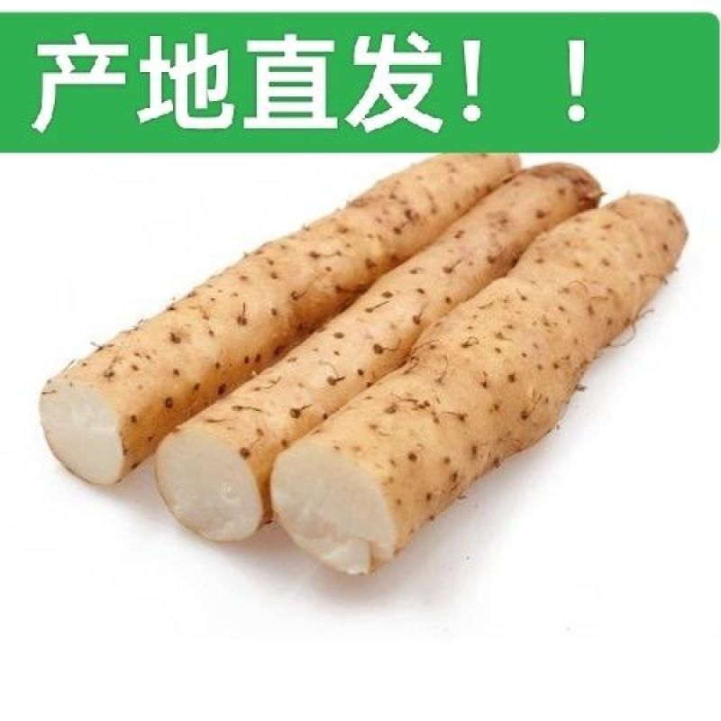 农家蔬菜小白嘴产地直发新鲜粉糯山药