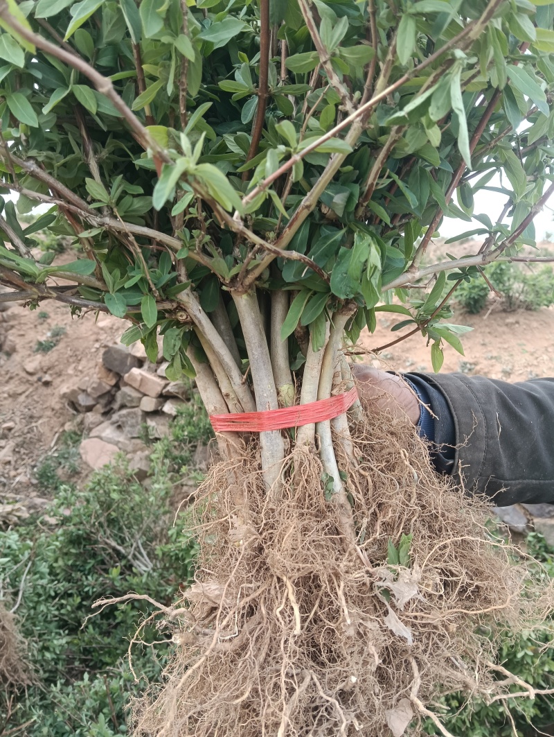 （包邮）四季金银花苗，树型金银花，包成活率。回收金银花。