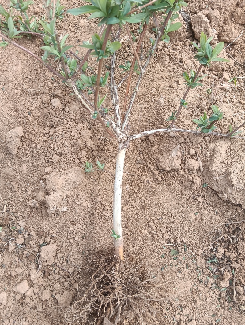（包邮）四季金银花苗，树型金银花，包成活率。回收金银花。
